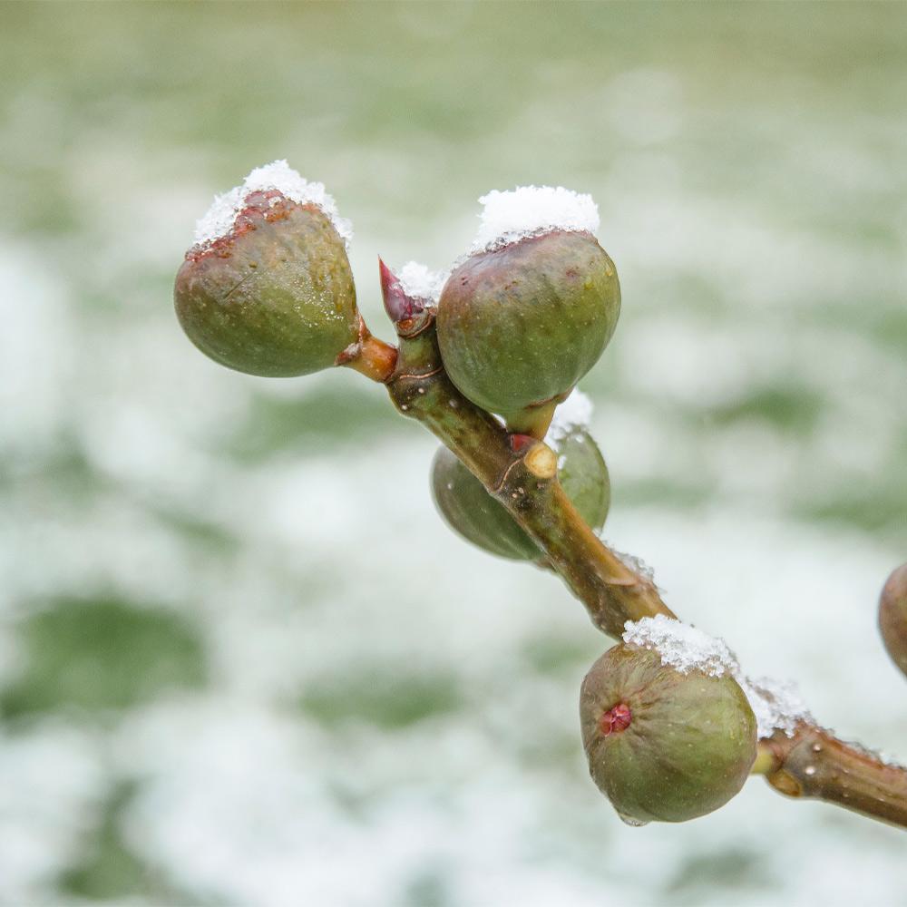 Chicago Hardy Fig Tree - USDA Organic