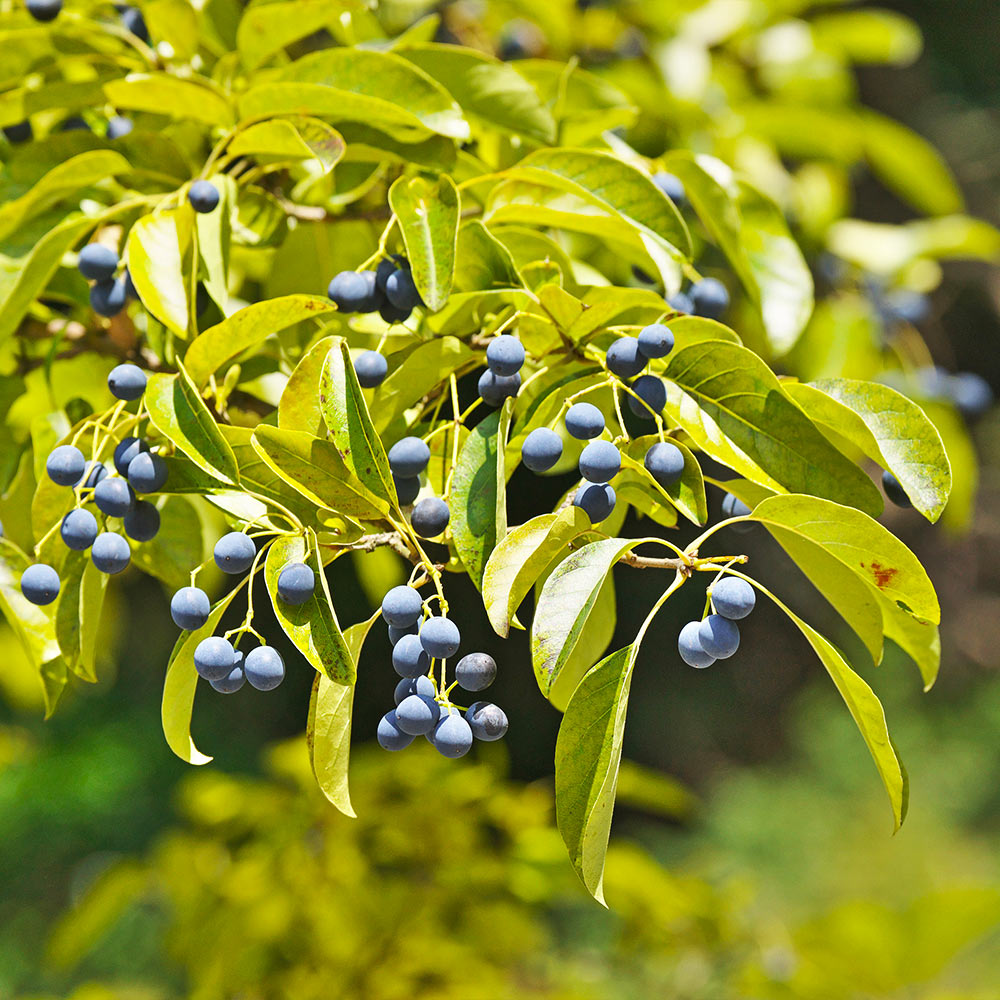 Chinese Fringe Tree