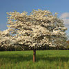 Cloud 9 Dogwood Tree