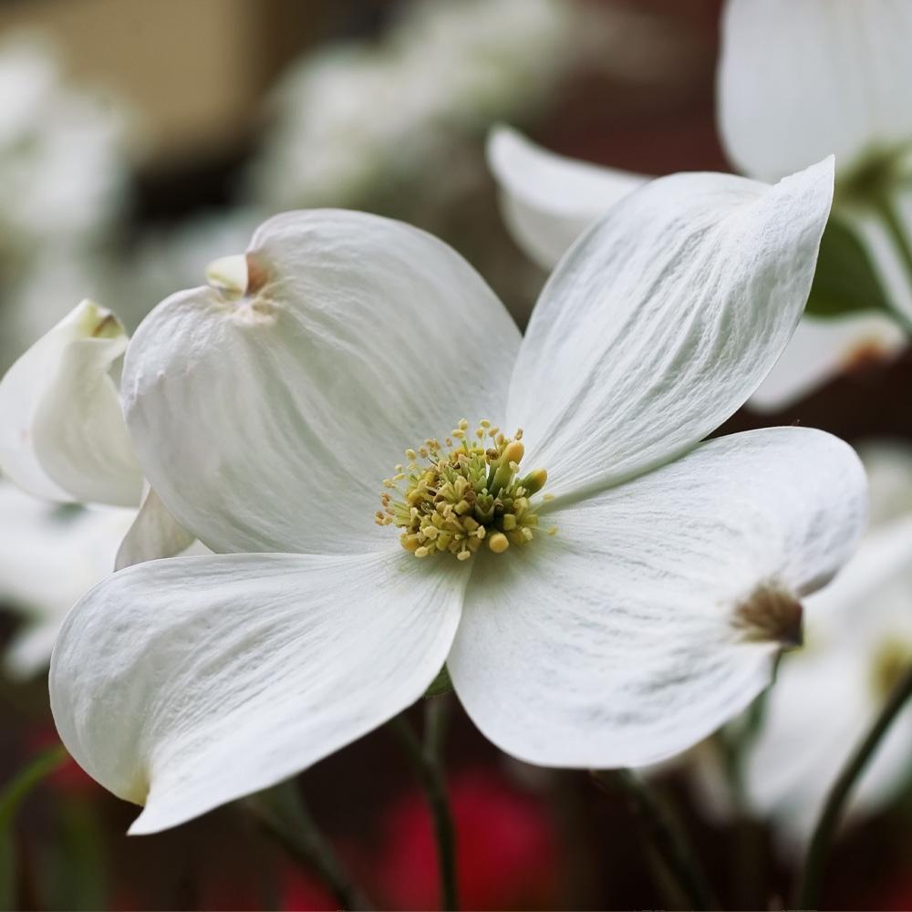 Cloud 9 Dogwood Tree