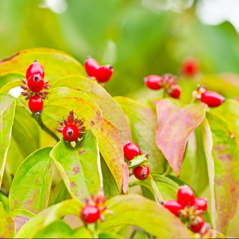 Cloud 9 Dogwood Tree
