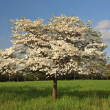 block-image