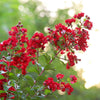 Southern Living® Colorama™ Scarlet Crape Myrtle Tree