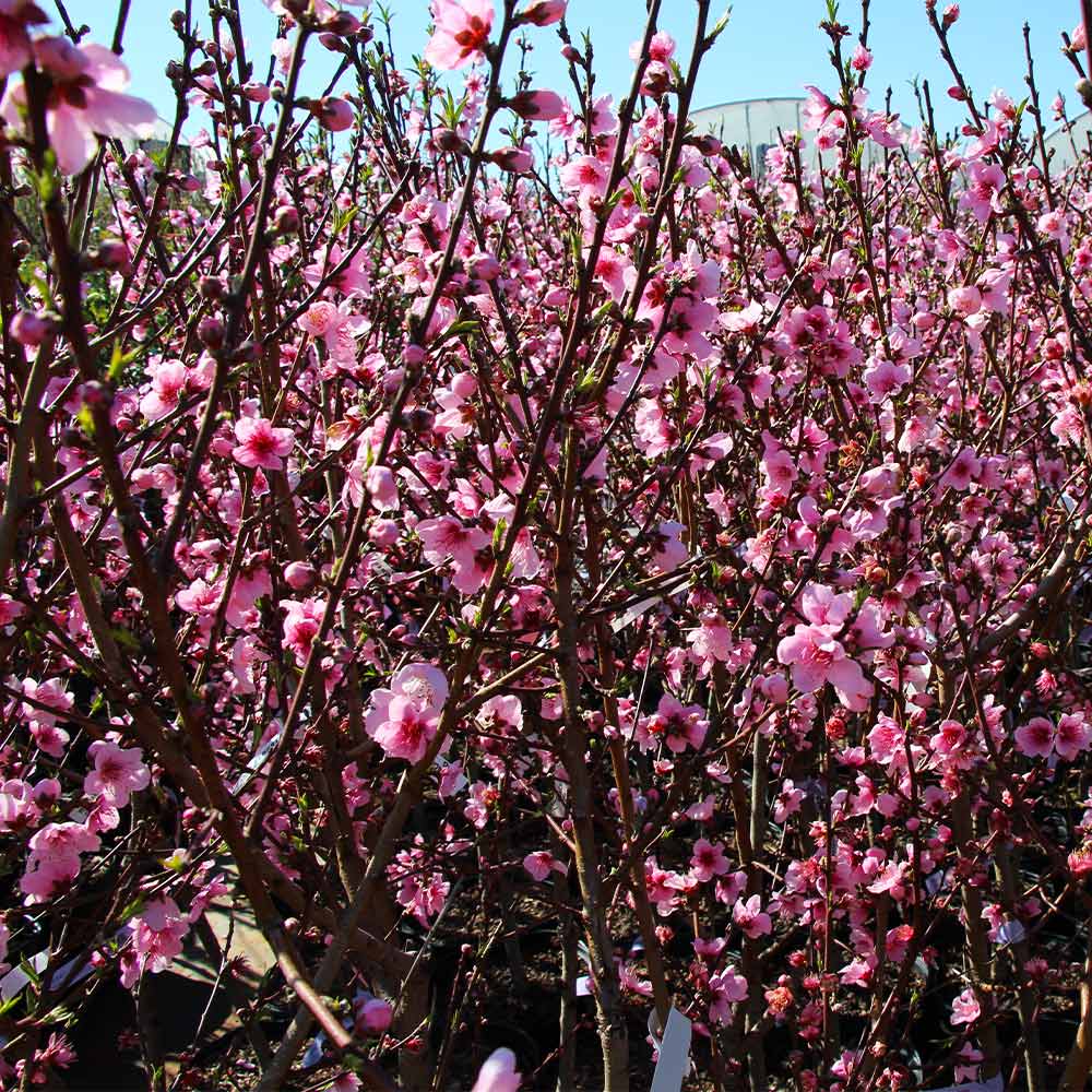 Contender Peach Tree