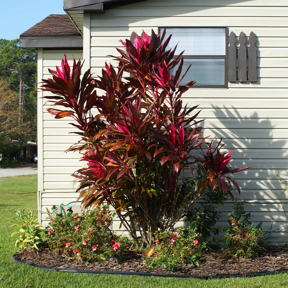 Hawaiian Ti Plant