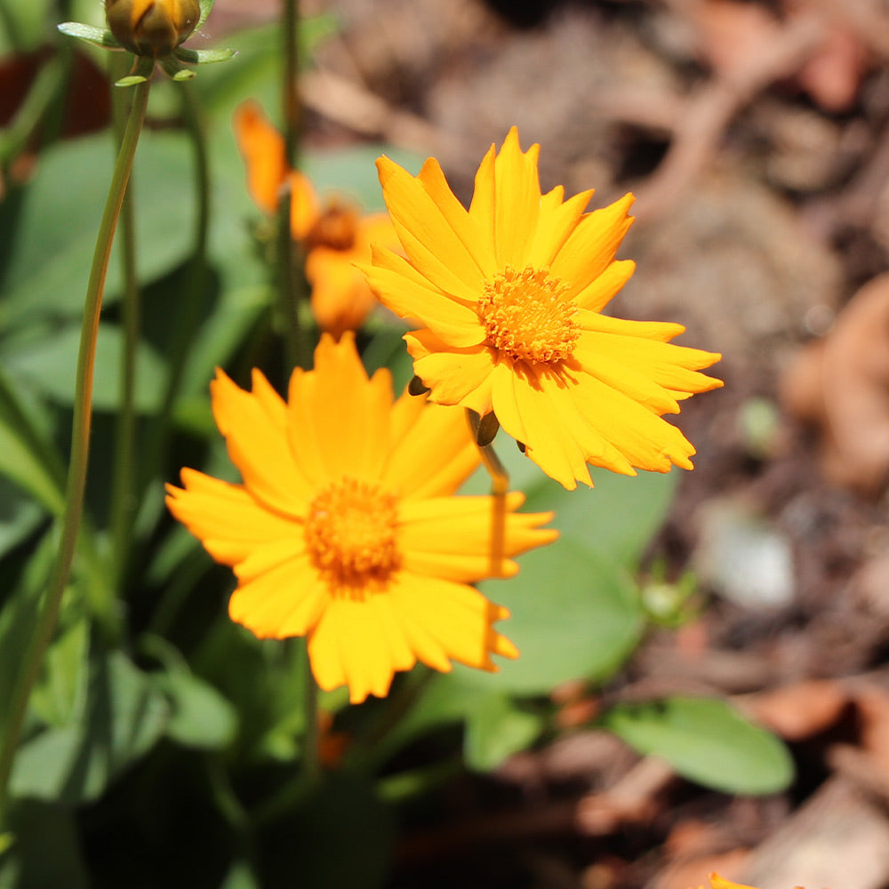 Nana Coreopsis (Tickseed) Plant