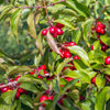 Cornelian Cherry Dogwood Tree