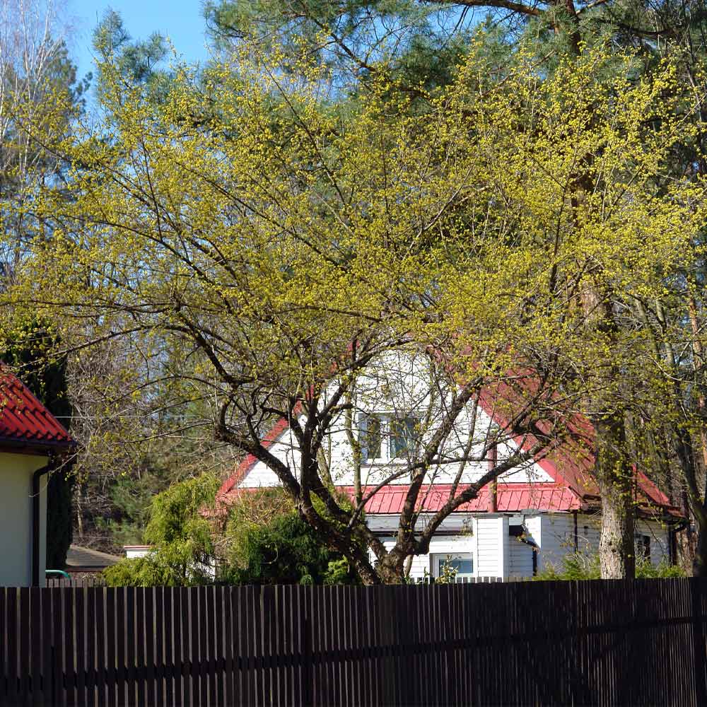 Cornelian Cherry Dogwood Tree