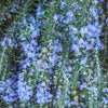 Creeping Rosemary Plant