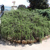 Creeping Rosemary