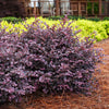 Crimson Fire™ Loropetalum Shrub
