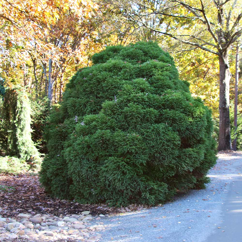 Cryptomeria 'Globosa Nana' Shrub