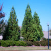 Cryptomeria Radicans Tree