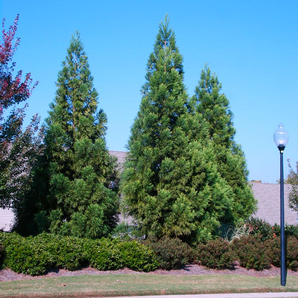 Cryptomeria Radicans Tree
