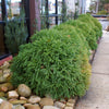 Cryptomeria 'Globosa Nana' Shrub