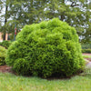 Cryptomeria 'Globosa Nana' Shrub