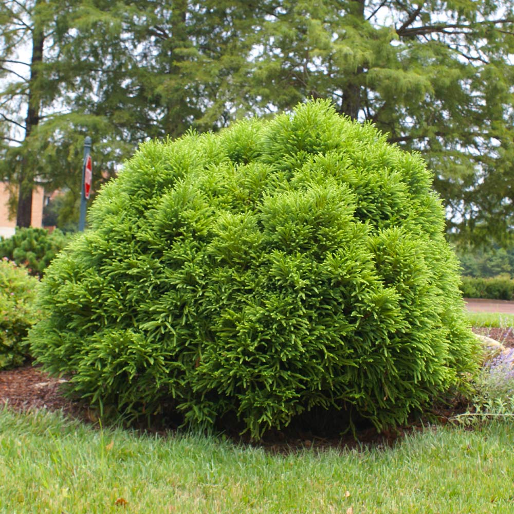 Cryptomeria 'Globosa Nana' Shrub