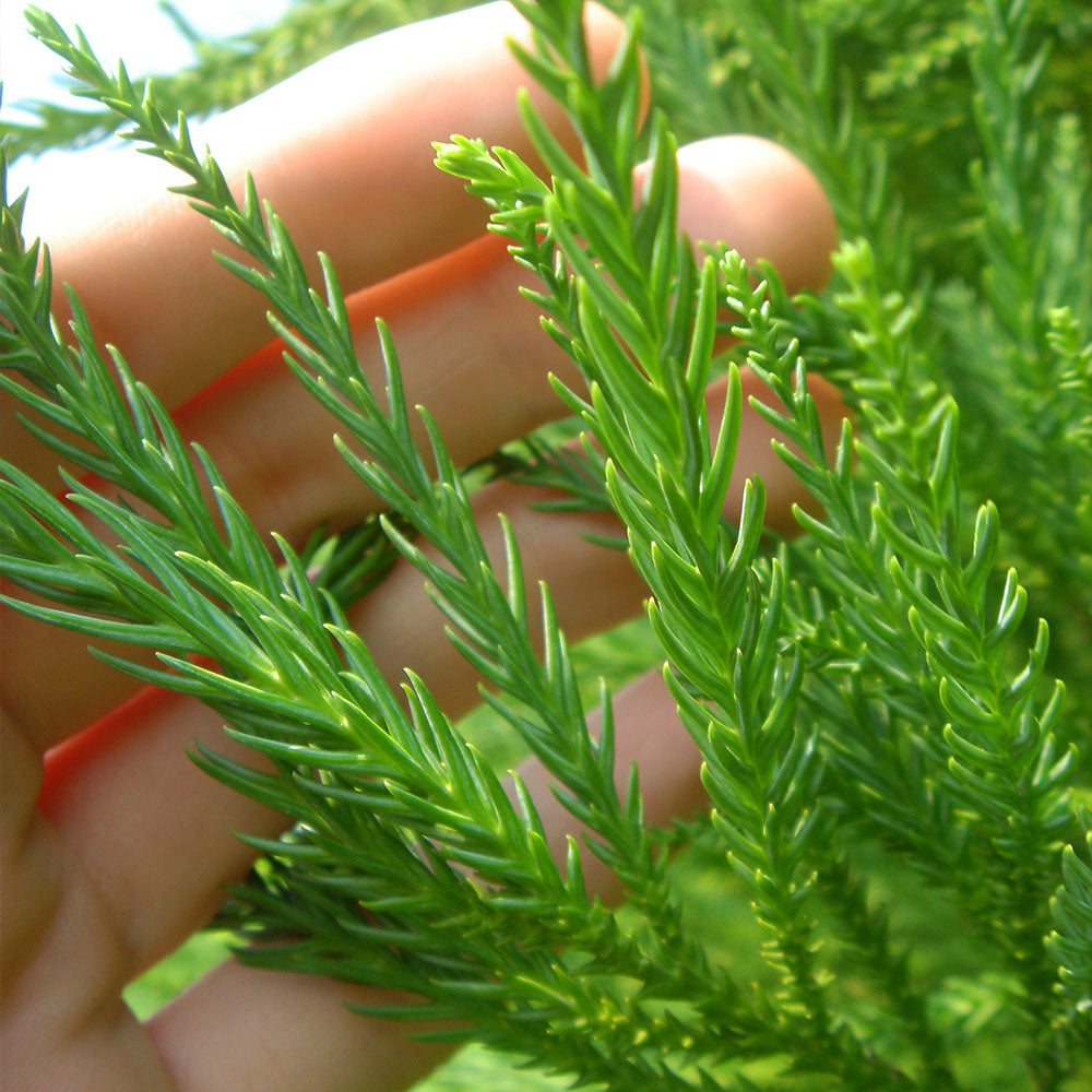Cryptomeria Radicans Tree