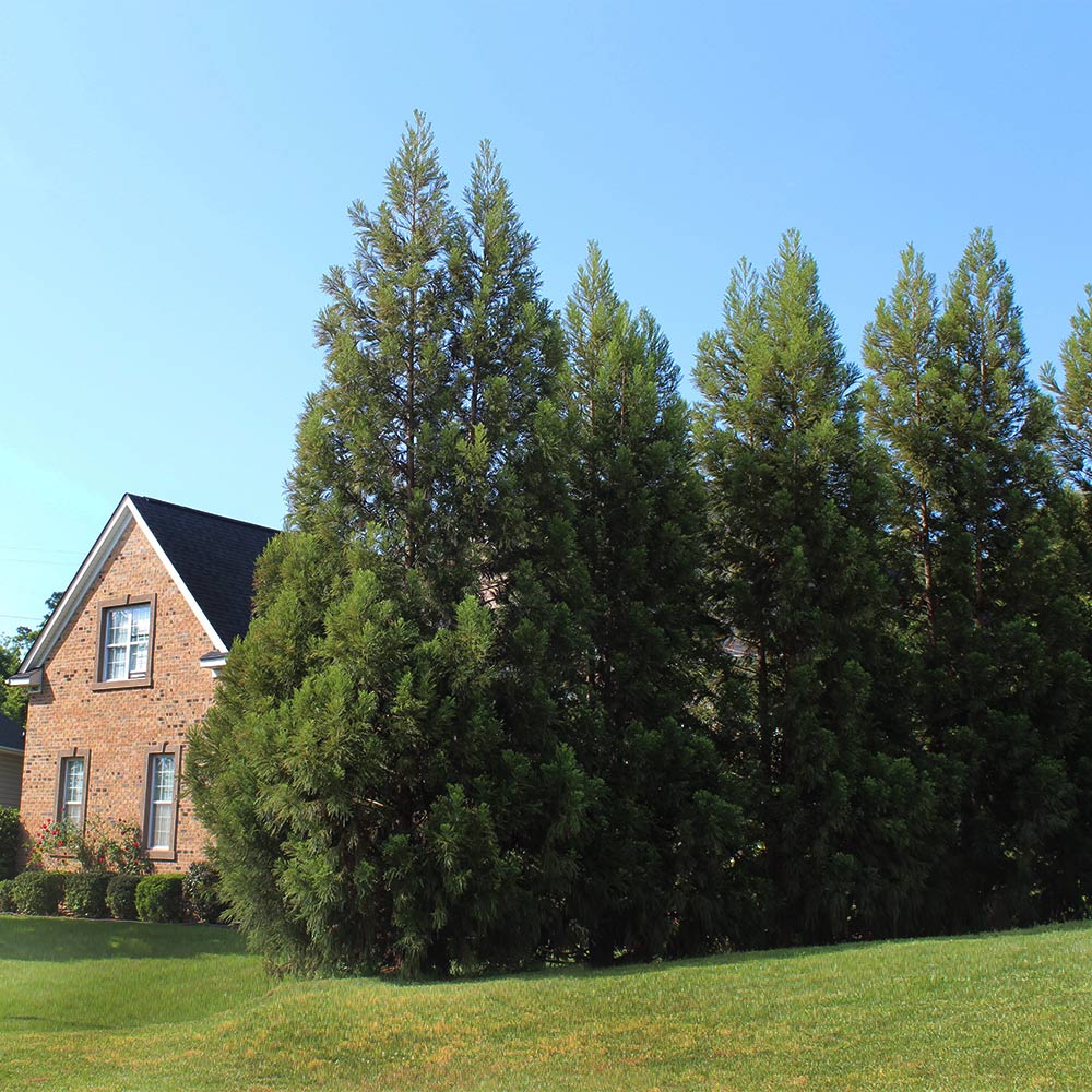 Cryptomeria Radicans Tree