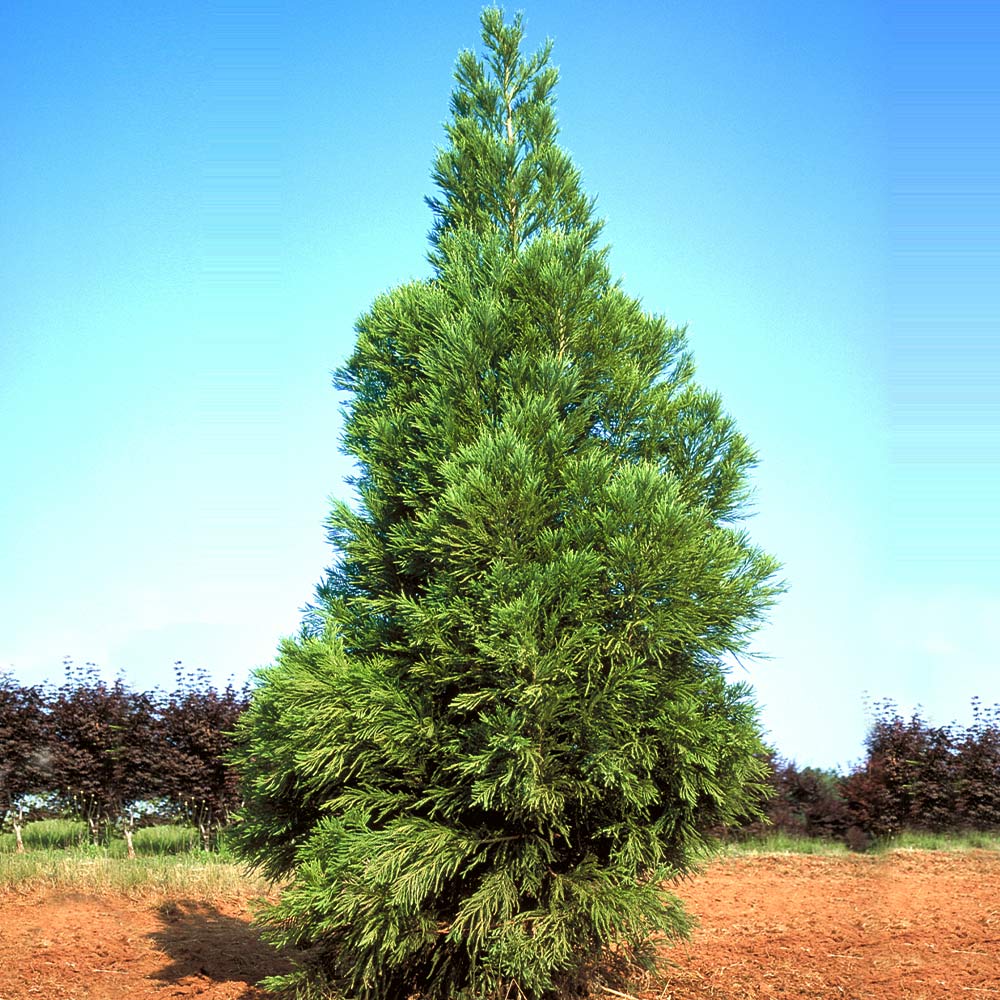 Yoshino Japanese Cedar Tree