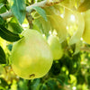 4-in-1 Pear Surprise Tree