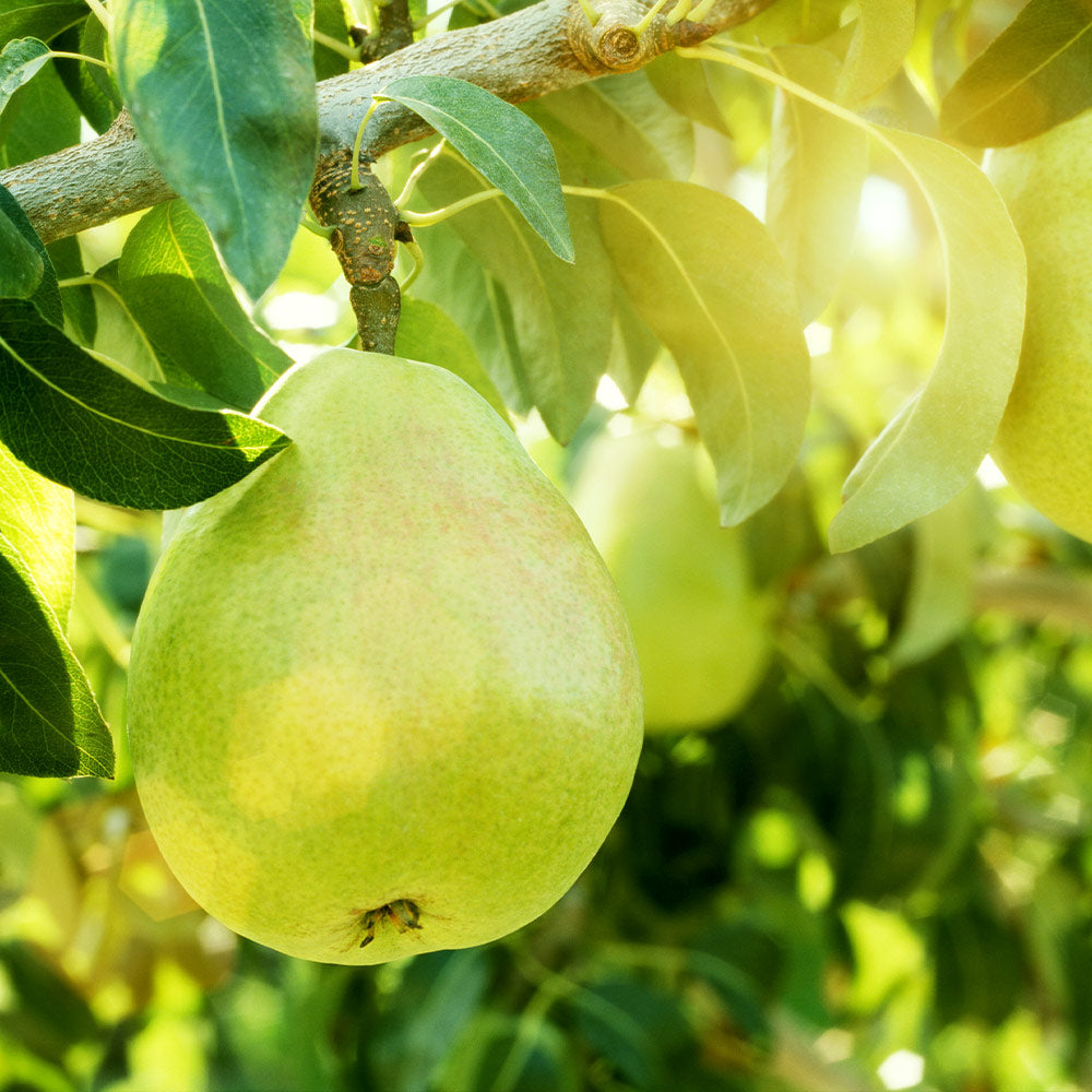 4-in-1 Pear Surprise Tree