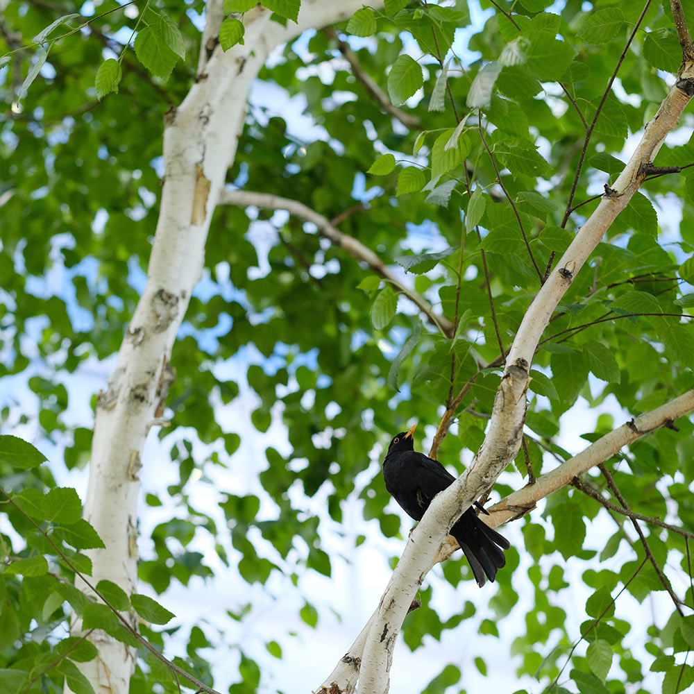 Dakota Pinnacle Birch Tree