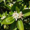 Dancy Tangerine Tree