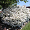 Delaware Valley White Azalea