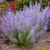 Proven Winners® Denim 'n Lace Russian Sage