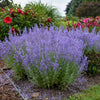 Proven Winners® Denim 'n Lace Russian Sage