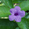 Desert Ruellia Shrub
