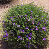 Desert Ruellia Shrub