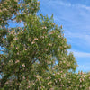 Bubba Desert Willow