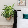 Dieffenbachia Tropic Snow Plant
