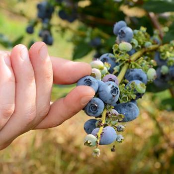 Duke Blueberry Bush