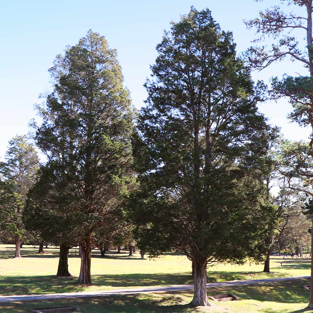 Eastern Red Cedar Tree