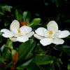 Edith Bogue Magnolia