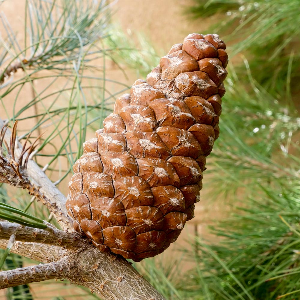 Eldarica Pine Tree