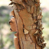 Emerald Flair Elm Tree