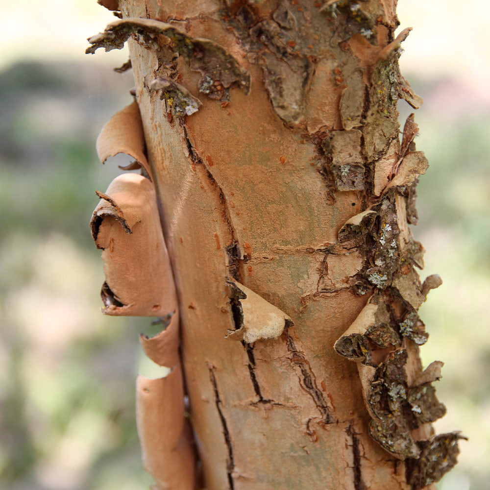 Emerald Flair Elm Tree