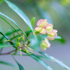 Emerald Ice Green Hopbush Shrub
