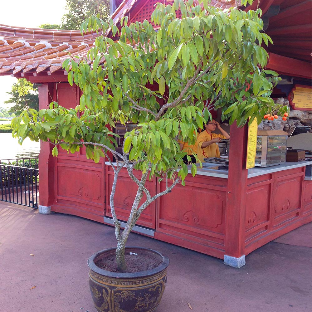 Emperor Lychee Tree