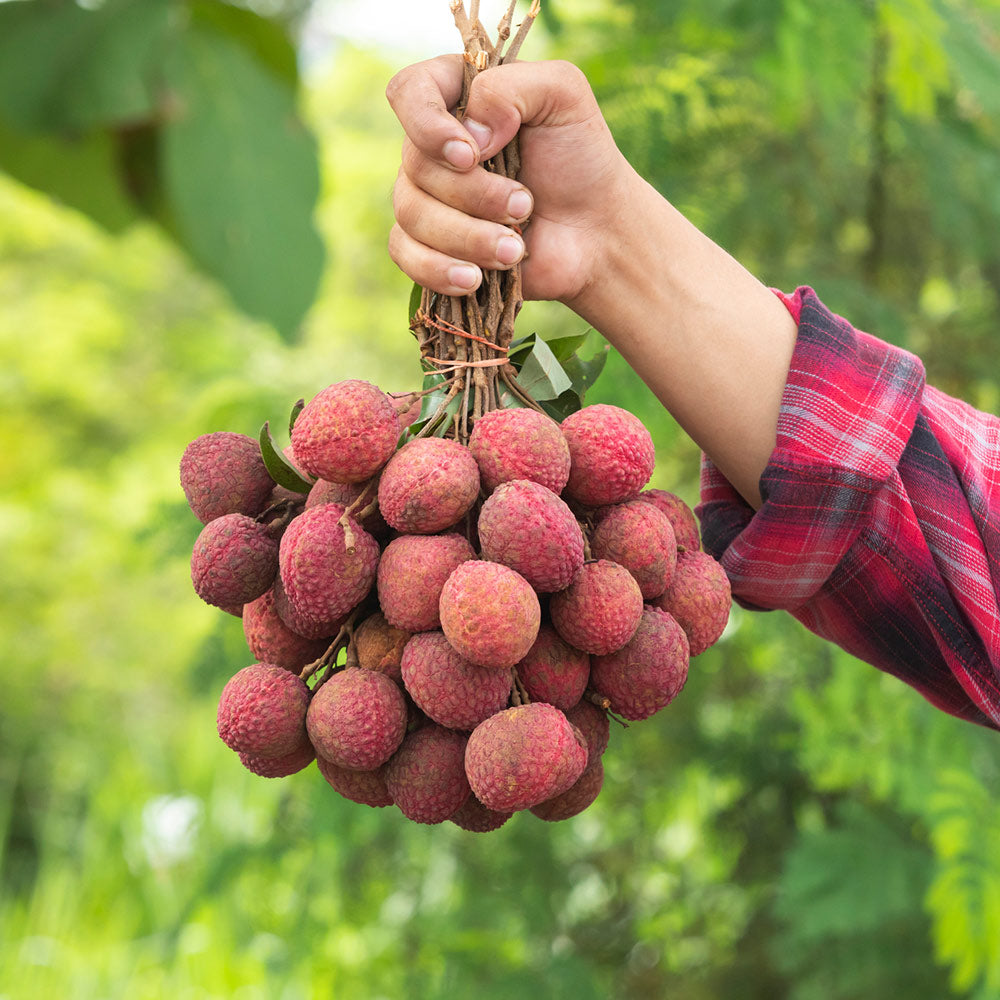 Emperor Lychee Tree