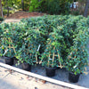 English Ivy Vine
