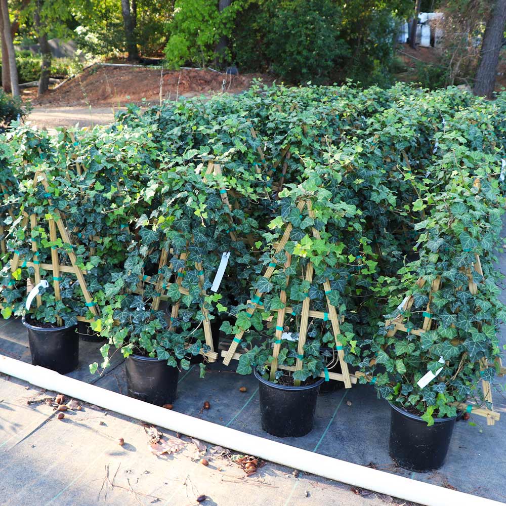 English Ivy Vine