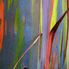 Rainbow Eucalyptus Tree