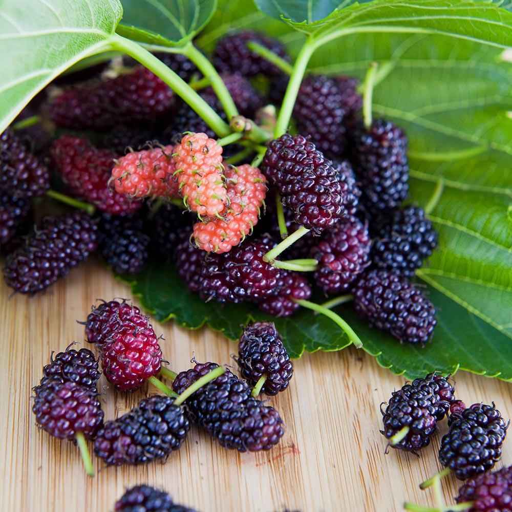 Everbearing Mulberry Bush
