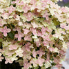 Early Evolution Hydrangea