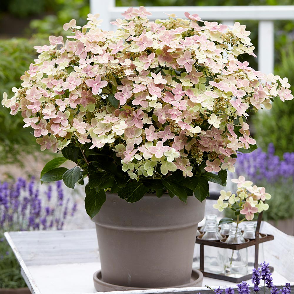 Early Evolution Hydrangea